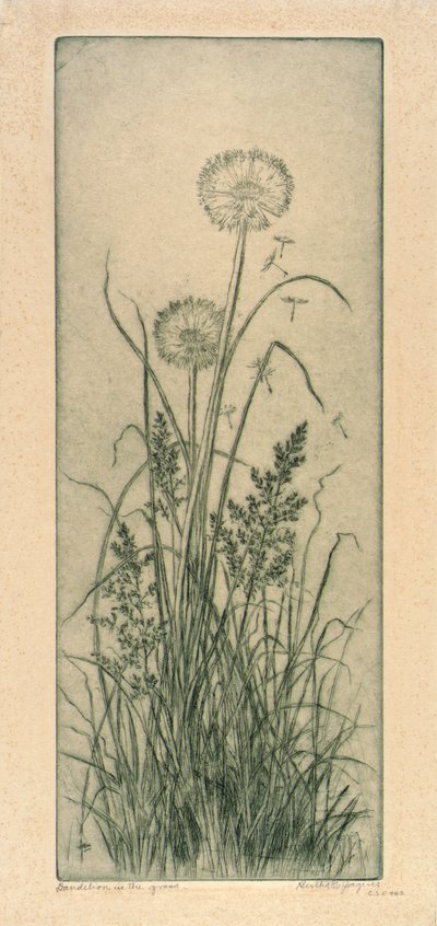 草原のタンポポ 作： Bertha E. Jaques