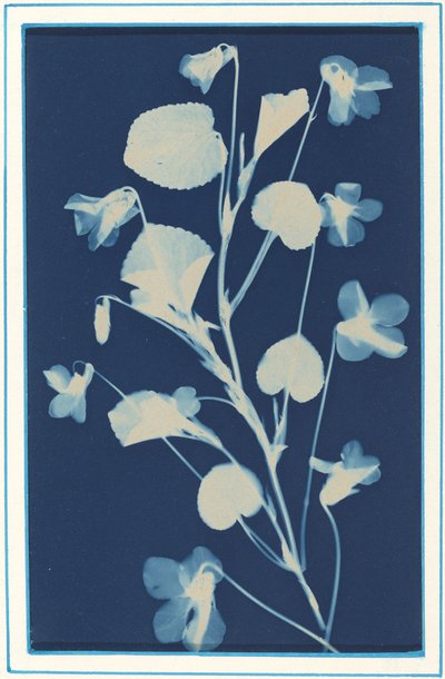 無題、c。 1900年。 作： Bertha Evelyn Jacques
