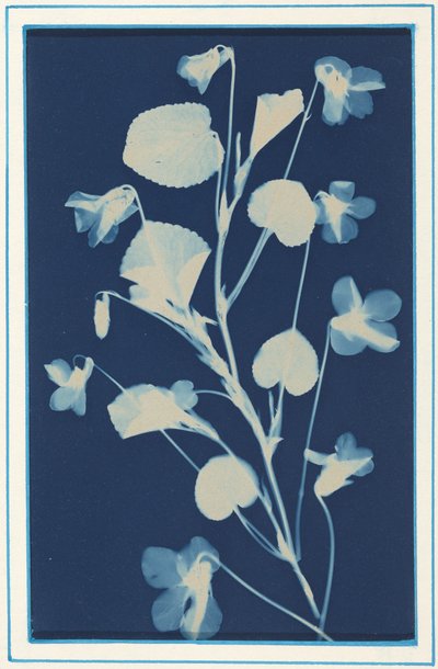 無題,c.1900年（写真） 作： Bertha Jaques