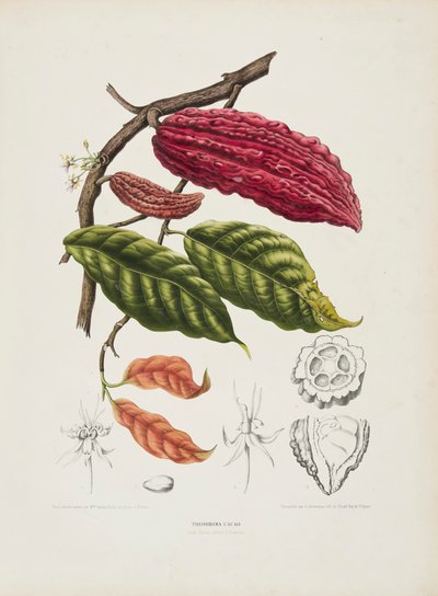 テオブロマ、カカオの木、c1840-1890。 作： Berthe Hoola van Nooten