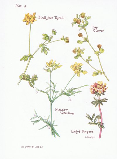 Birds Foot Trefoil、Ladys Fingers、Hop Clover、Meadow Vetchling、1951 作： Bessie D. Inglis