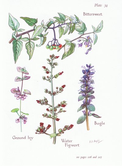 ほろ苦い、グランドアイビー、ラッパ、水Figwort、1951 作： Bessie D. Inglis