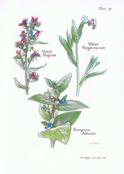 Evergreen Alkanet、Vipers Bugloss、Water Forget-Me-Not、1951 作： Bessie D. Inglis