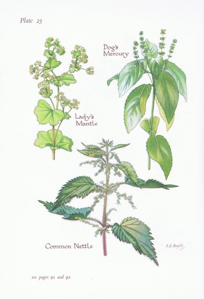 Ladys Mantle、Dogs Mercury、Common Nettle、1951 作： Bessie D. Inglis