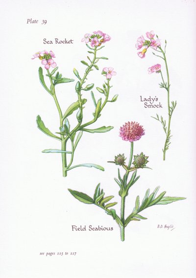 Ladys Smock or Cuckoo Flower、Field Scabious、Sea Rocket、1951 作： Bessie D. Inglis