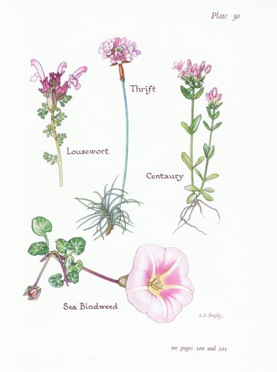 シラミ、ThriftまたはSea Pink、Centaury、海ヒルガオ、1951 作： Bessie D. Inglis