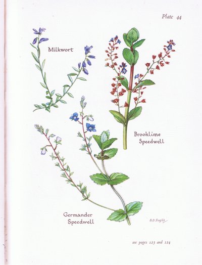 Milkwort, Brooklime, Speedwell, Germander Speedwell 作： Bessie D. Inglis