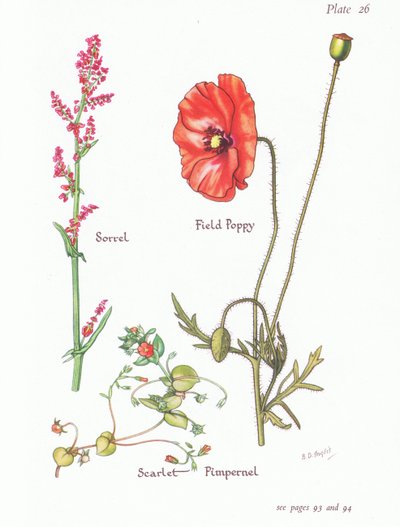Sorrel、Scarlet Pimpernel、Field Poppy、1951 作： Bessie D. Inglis