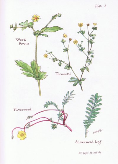 Wood Avens、Tormentil、Silverweed、1951 作： Bessie D. Inglis
