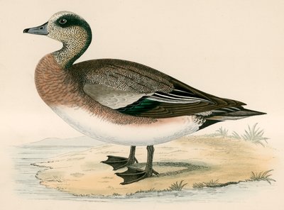 アメリカのWigeon 作： Beverley R. Morris