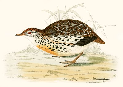 アンダルシアのウズラ 作： Beverley R. Morris