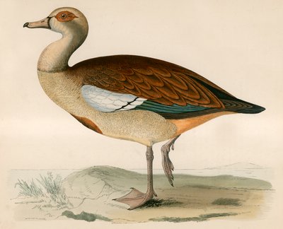 エジプトのガチョウ 作： Beverley R. Morris