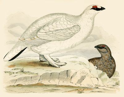 雷鳥 作： Beverley R. Morris