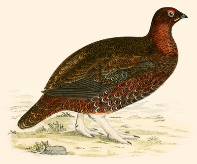 赤いライチョウ 作： Beverley R. Morris
