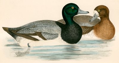スカウプダック 作： Beverley R. Morris