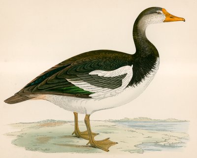 平翼のガチョウ 作： Beverley R. Morris