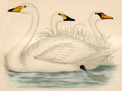 白鳥 作： Beverley R. Morris