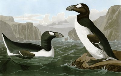グレートオーク 作： Bird Artist of America. John James Audubon
