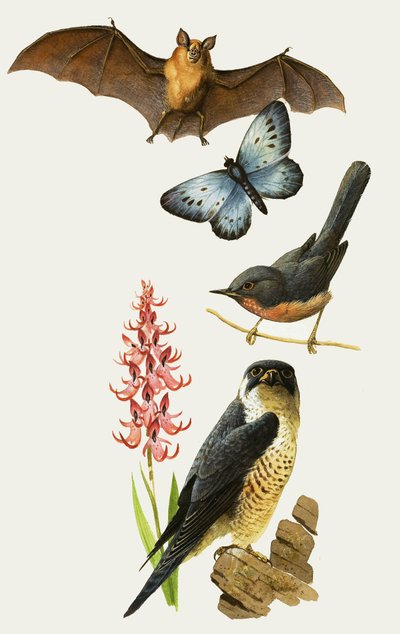 絶滅の危機に瀕する英国の野生動物 作： Bob Hersey