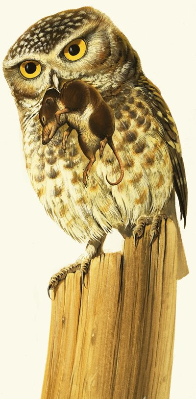 コキンメフクロウとコモンシュラウ 作： Bob Hersey