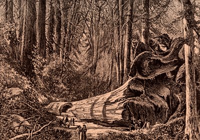 森の父」マンモス・ツリー 作： Bohuslav Kroupa