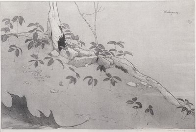 Winter-Greens (紙にインク) 作： Bolton Coit Brown