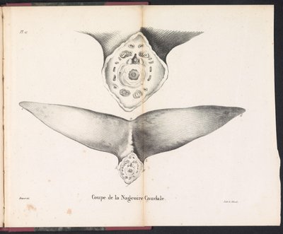 クジラの尾びれの断面、1827 年 Coupe de la Nageoire Caudale (オブジェクトのタイトル) 作： ジャン・バプティストアンブロワーズ・マルセリン・ジョバール