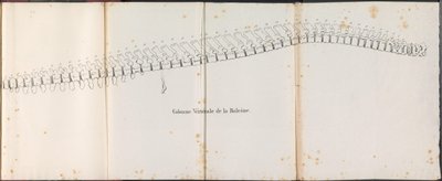 クジラの背骨、1827年 Colonne Vertébrale de la Baleine (オブジェクトのタイトル) 作： ジャン・バプティストアンブロワーズ・マルセリン・ジョバール