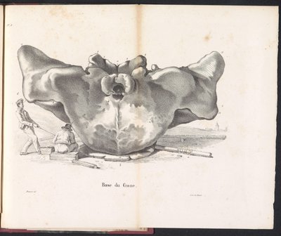 クジラの頭骨、1827年 Base du Crane (オブジェクトのタイトル) 作： ジャン・バプティストアンブロワーズ・マルセリン・ジョバール