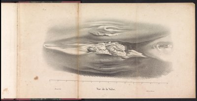 クジラの雌性器、1827年 Vue de la Vulve (オブジェクトのタイトル) 作： ジャン・バプティストアンブロワーズ・マルセリン・ジョバール