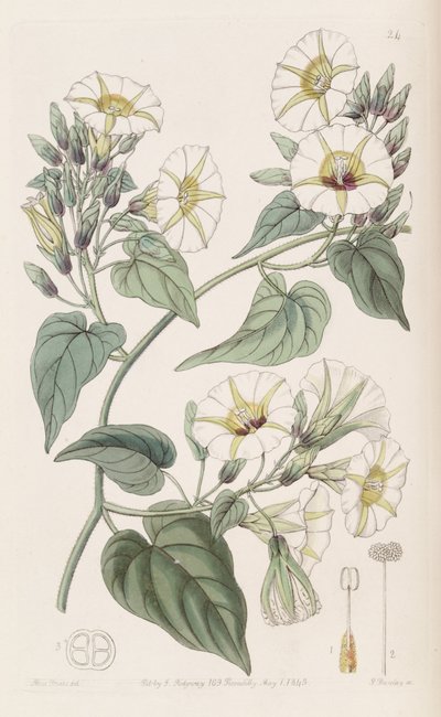 Merumbia umbellata 作： Botanical Register