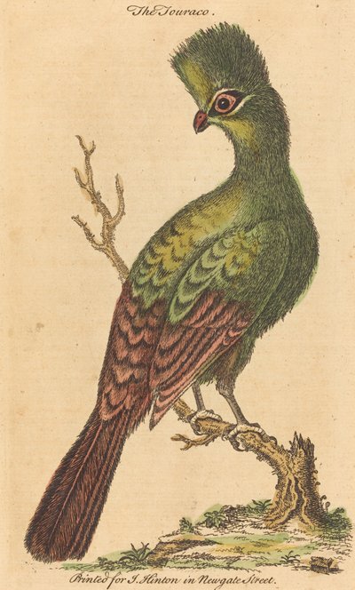 トウラコ鳥 作： British 18th Century