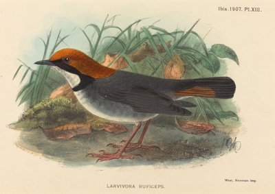 鳥 (幼虫 Ruficeps) 作： British 19th Century
