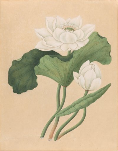 東インド ロータス (Nelumbo nucifera) 作： British 19th Century