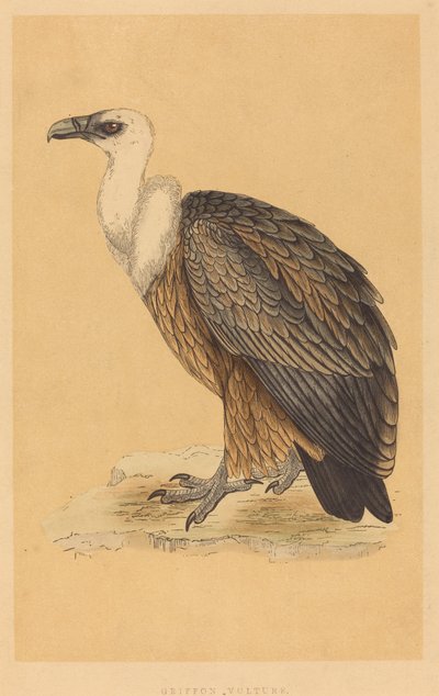 グリフォンのハゲワシ 作： British 19th Century