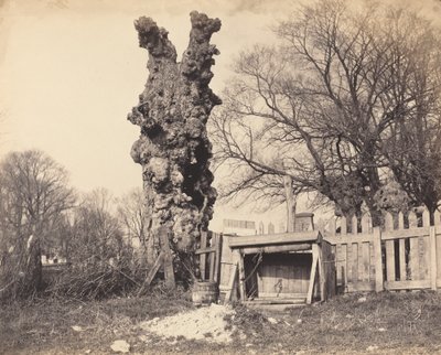 チャタム近くの古い木 作： British 19th Century