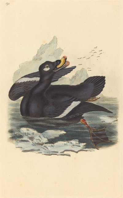 ベルベットダック 作： British 19th Century