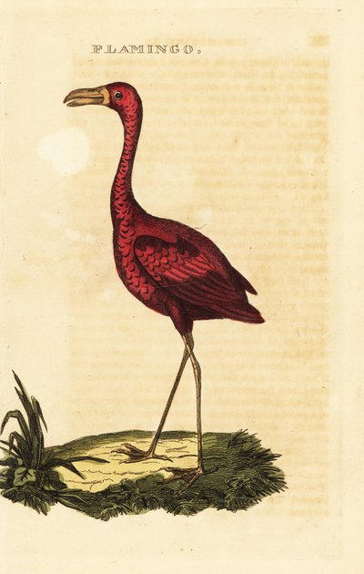 アメリカフラミンゴ、Phoenicopterus ruber 作： British School