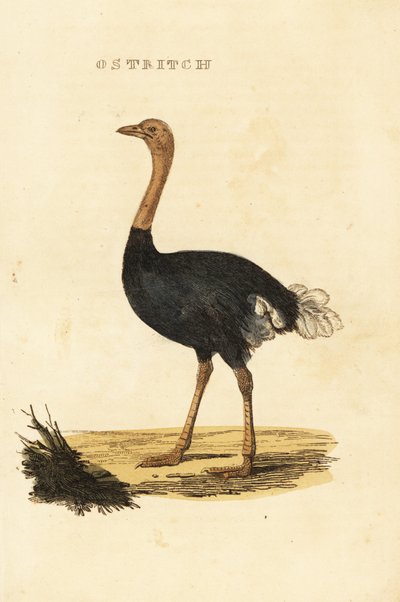 一般的なダチョウ、Struthio camelus 作： British School