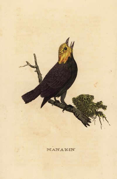 ゴールデンヘッド マナキン、Ceratopipra erythrocephala 作： British School