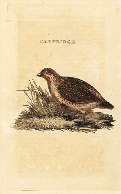 灰色のヤマウズラ、Perdix perdix 作： British School