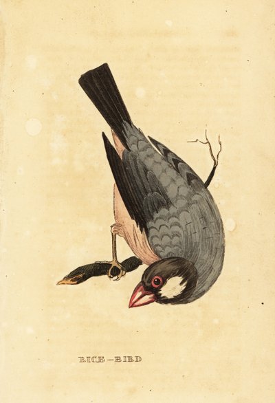 文鳥、Lonchura oryzivora 作： British School