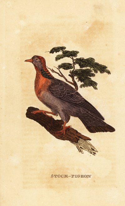 ストック鳩、Columba oenas 作： British School