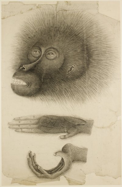 オランウータンの頭と手、1818～30年頃（紙に鉛筆と水彩） 作： British School