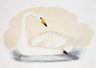 野生の白鳥 (Cygnus cygnus)、彫刻、イギリス 作： British School