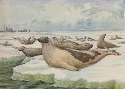 「アザラシ狩り、ニューファンドランド」、1916 作： C.G Lowther