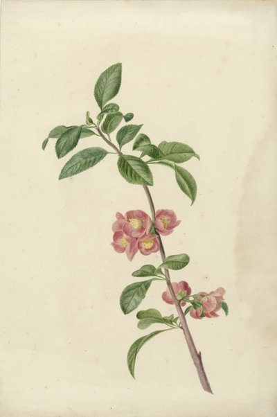 桜の開花枝 作： C.J. Kruimel