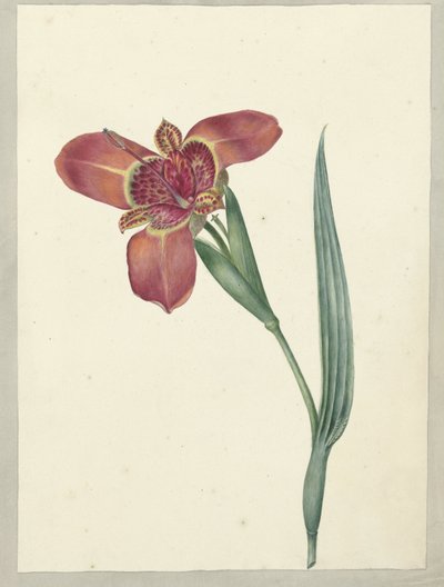フェラリア ティグリナという名前の花 作： C.J. Kruimel