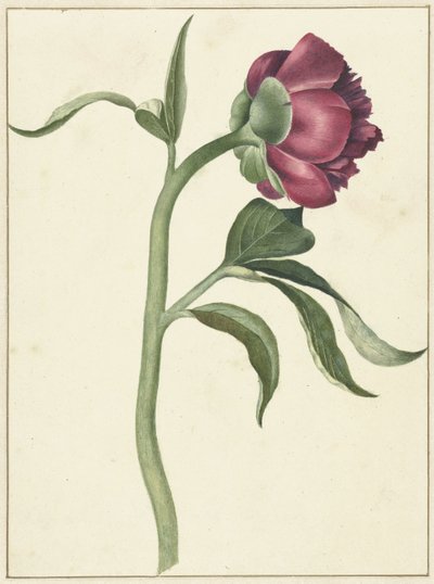 牡丹の花 作： C.J. Kruimel