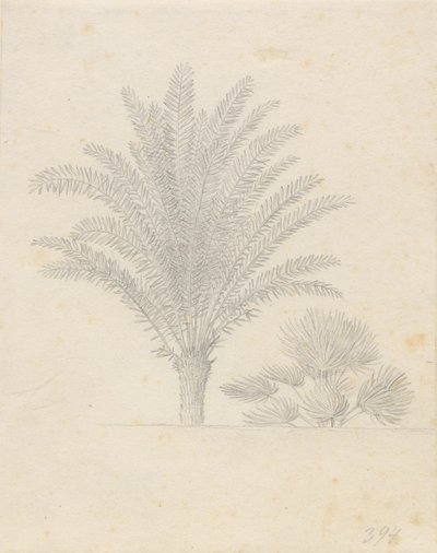 ヤシの木と葉のグループ 作： Christoffer Wilhelm Eckersberg